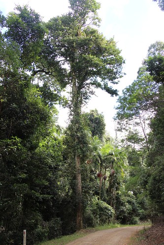 rainforest unidentifiedplant bulahdelah subtropicalrainforest tallowwoodforestpark