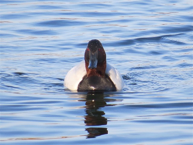 Canvasback at Lake Bloomington in McLean County, IL 07