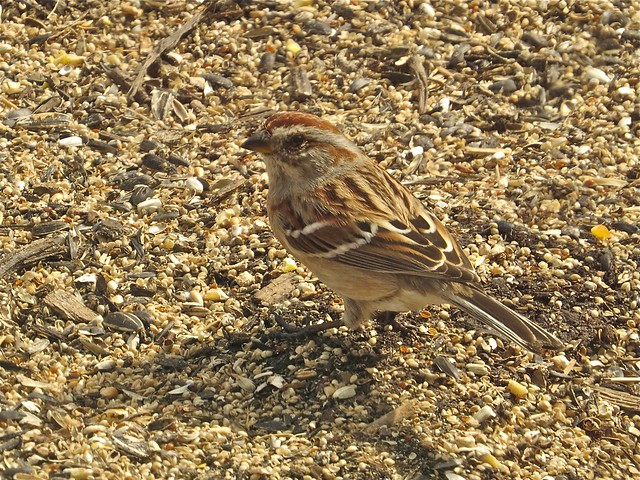 American Tree Sparrow at Sugar Grove Nature Center in McLean County, IL