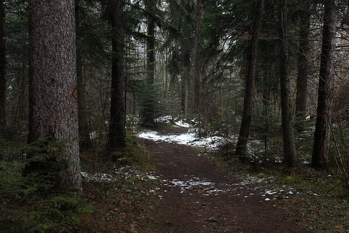 nature suisse hiver vert arbres neige valais stmaurice troncs forêts boisnoir