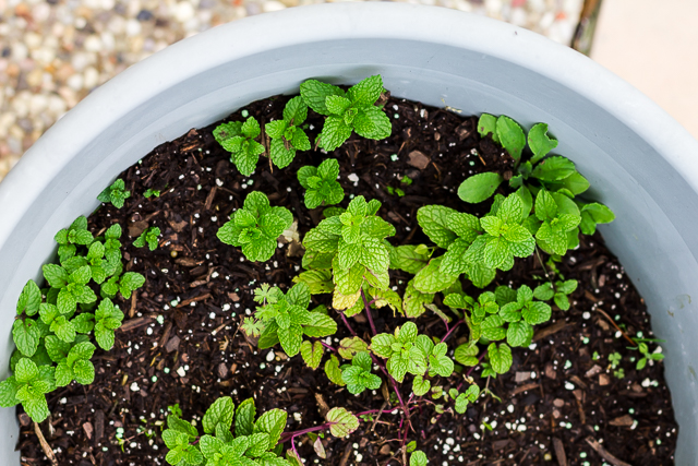 Container Gardening: Mint