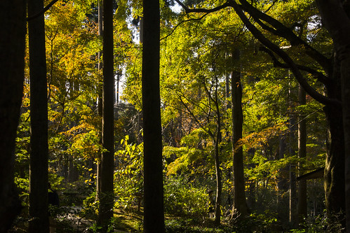 autumn tree fall japan temple kyoto autumnleaves 京都 日本 ohara 紅葉 秋 木 寺 京都市 京都府 大原