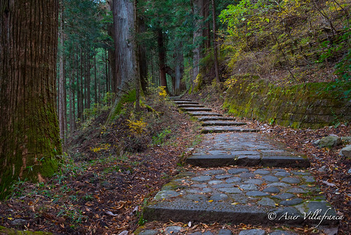 tree forest path walkway mystic tochigi japón nikkō