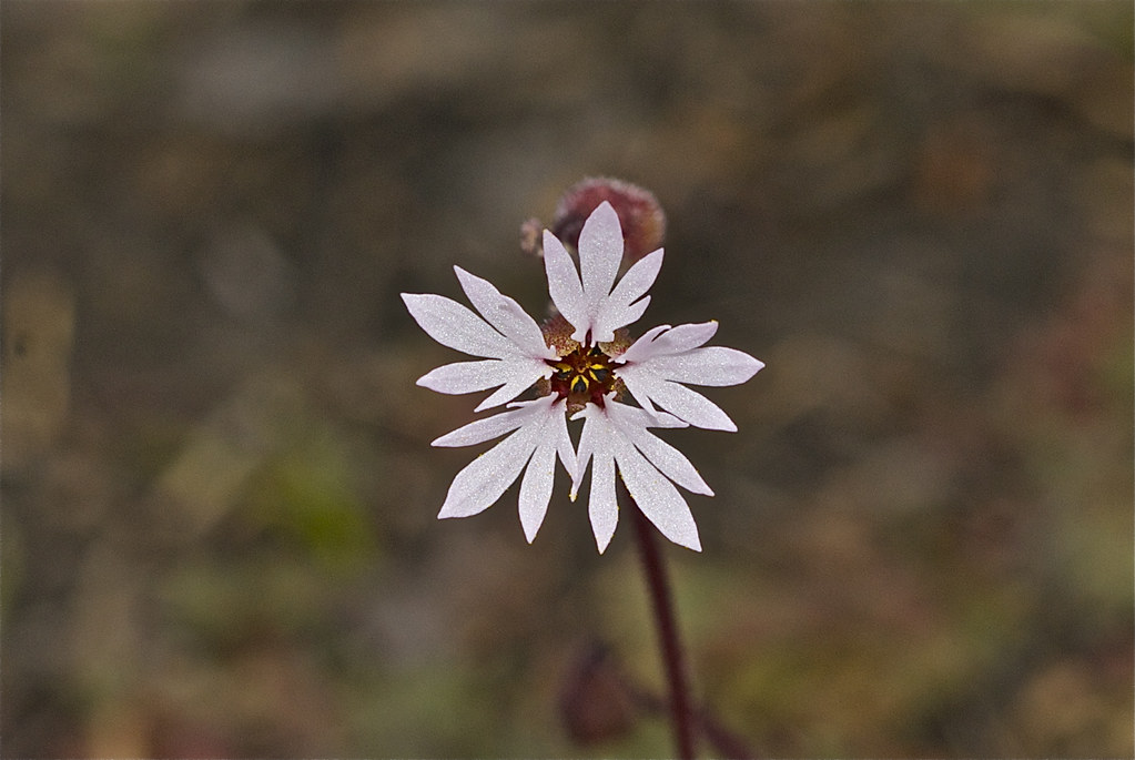 Small-flowered Woodland star