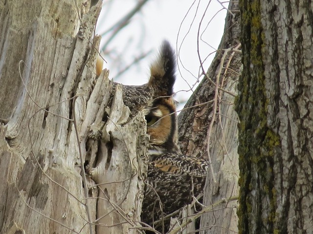 Great Horned Owl at Salem Ranch in Livingston County, IL 05