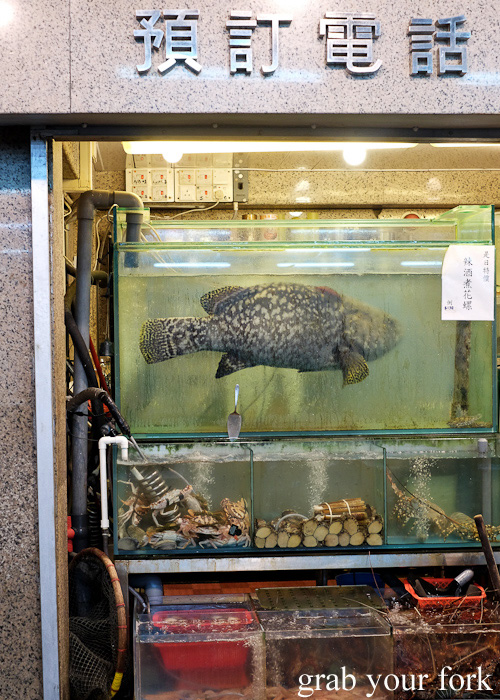 Giant garoupa fish in a restaurant tank on Lamma Island, Hong Kong