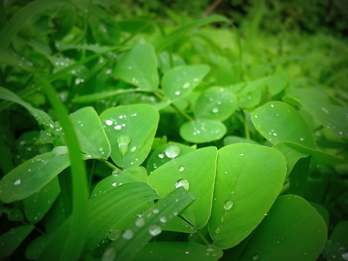 green monsoon