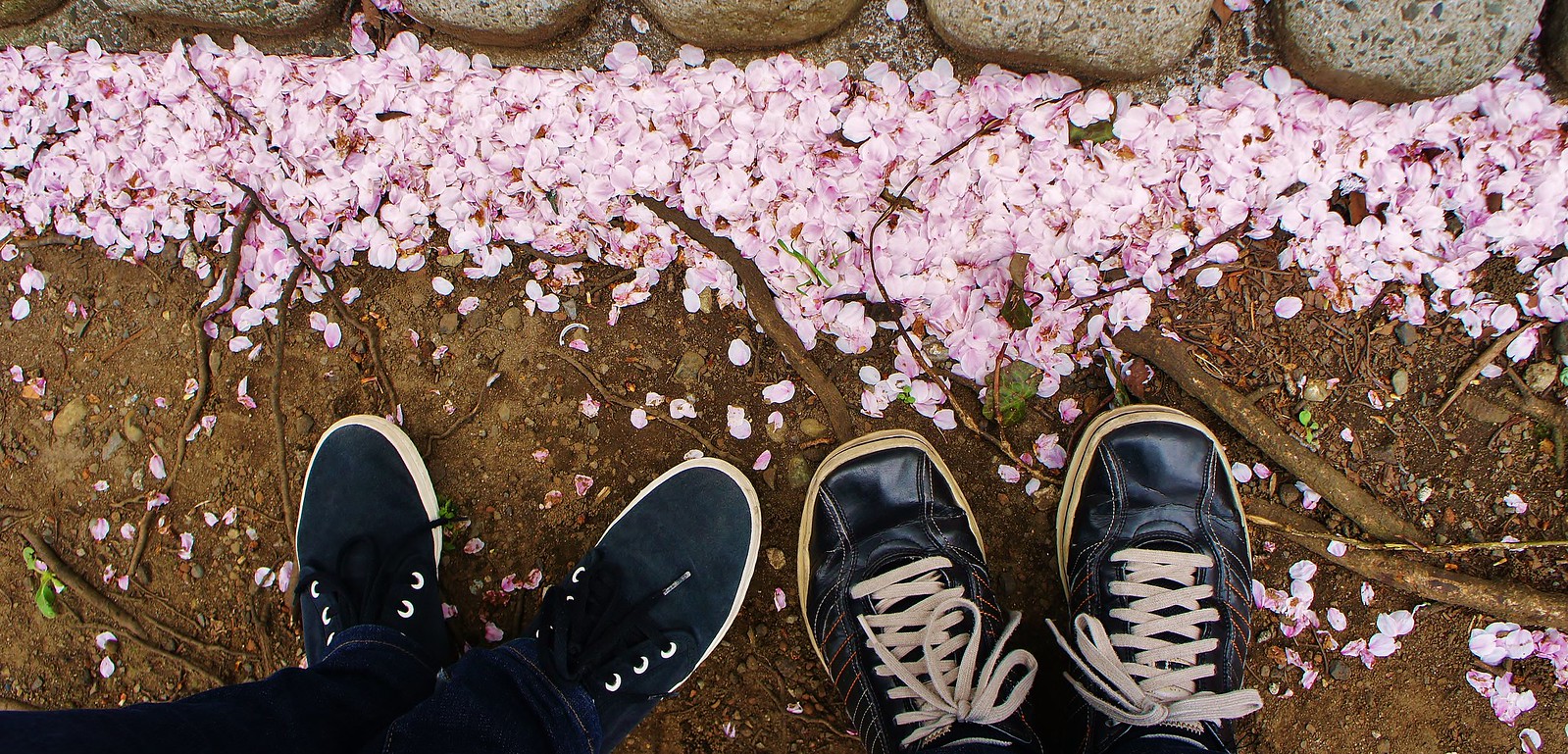 Sakura "fallen" Petals at our feet