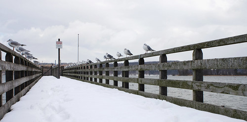 winter lake birds landscape see pier scenery view pentax seagull gull sit ammersee k5 fa35 k5ii