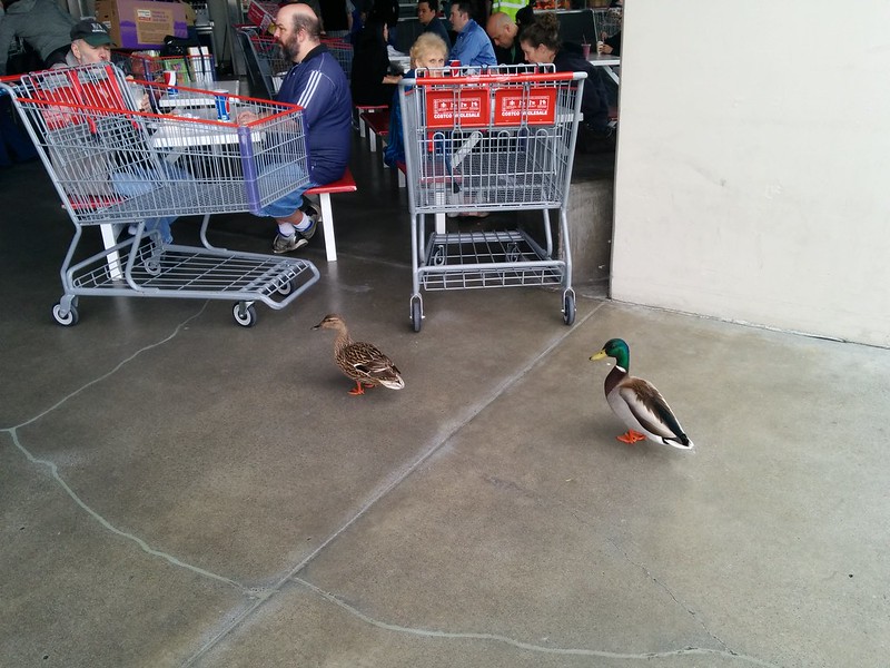 Welcome back, Costco shoppers...