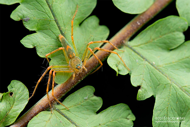 Lynx spider (Hamadruas sp.) - DSC_3194