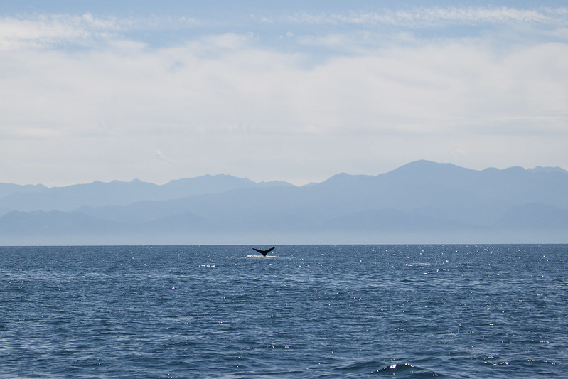 whale, Sayulita, Mexico