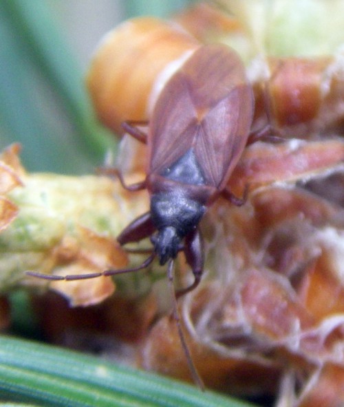 Gastrodes grossipes 16783715476_6c6378a624_o