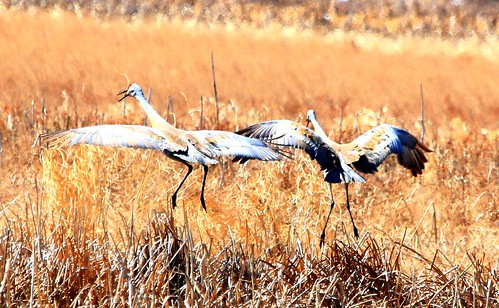 county new pool reis iowa cranes larry slough sandhill albin allamakee