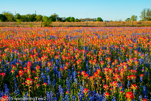 flower texas bluebonnet wildflower indianpaintbrush texaswildflowers sandylandbluebonnet fujixpro1