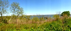 Norman J. Levy Preserve - May 2016 (26)