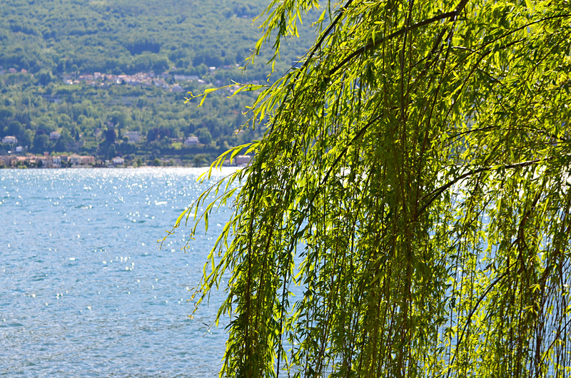 Weeping willow, Isola Madre, gardens, Lake Maggiore, Italy