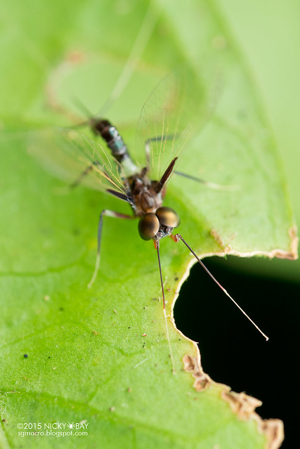 Mayfly (Ephemeroptera) - DSC_4741