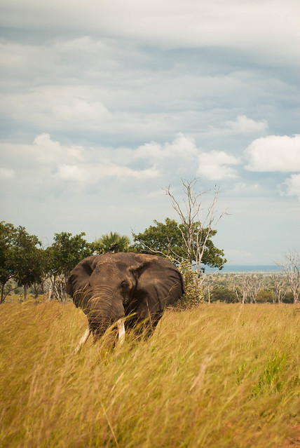 Elephant - Uganda