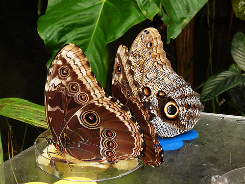 Skleník Fata Morgana: Kouzlo proměny a křehká motýlí krása