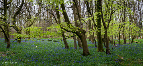 flowers trees england green bluebells woodland unitedkingdom sony foliage gb a99 sonyalpha andyhough southoxfordshiredistrict slta99v andyhoughphotography sadlerswood