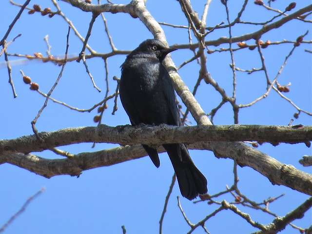 Rusty Blackbird at the Kenneth L. Shroeder Wildlife Sanctuary in McLean County, IL 11