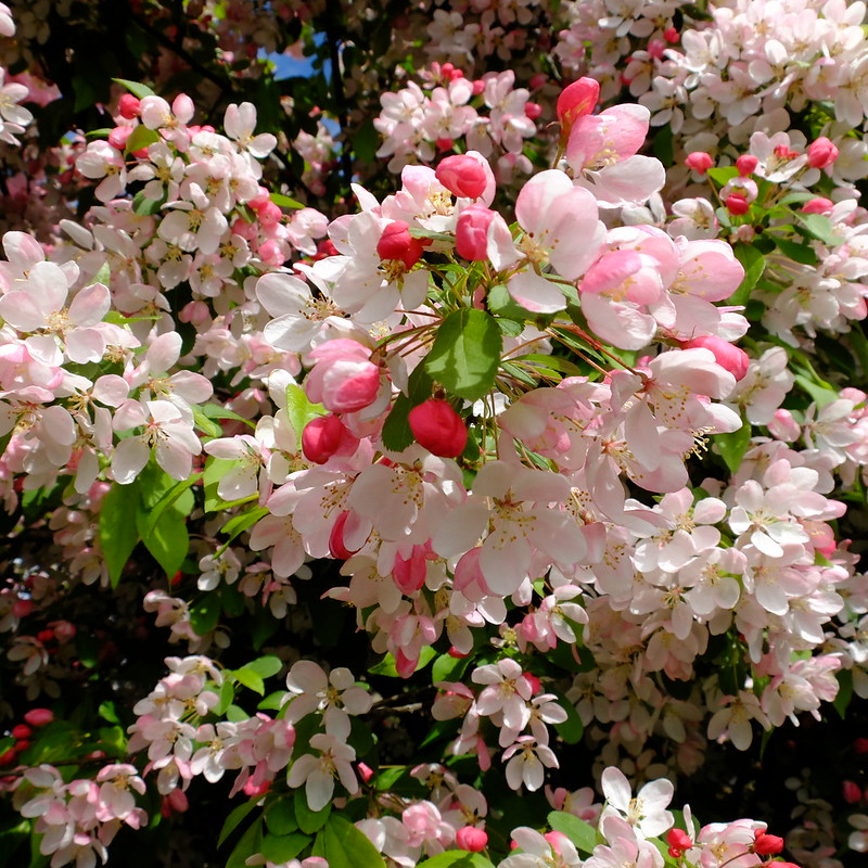 A Burst of Blossom