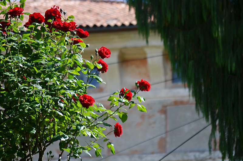 Roses, Isola Madre, gardens, Lake Maggiore, Italy