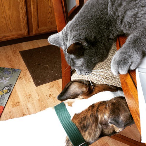 Lester investigates the dee-oh-gee. #Lester #Cane #DogsOfInstagram #CatsOfInstagram