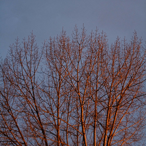 sunset orange tree arbre coucherdesoleil redcoral montdemarsan corailrouge