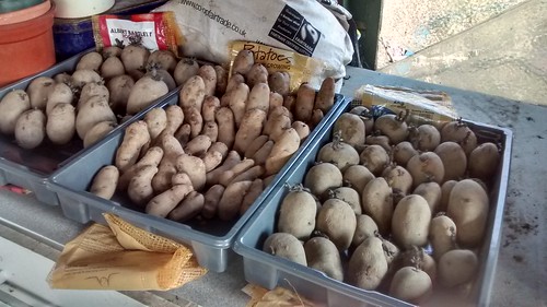 potatoes chitting May 16