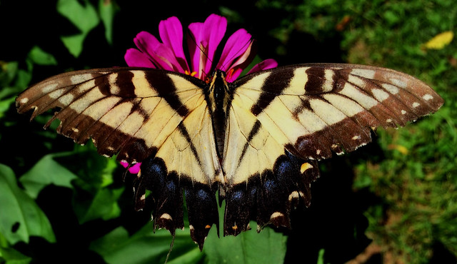 Female Eastern Tiger Swallowtail Butterfly