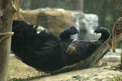 Bears sleep together in a hammock