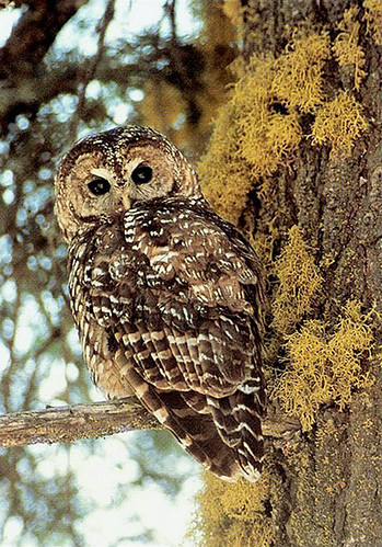 Research highlights the challenge of meeting multiple forest management objectives, such as reducing wildfire risk while maintaining habitat for sensitive species like the California spotted owl. (Photo by John S. Senser, U.S. Forest Service)