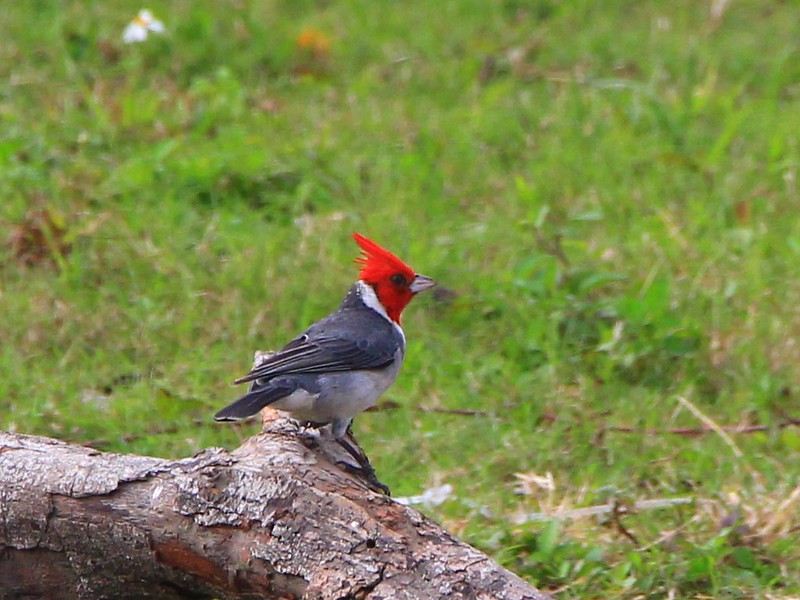 IMG_8746 紅冠蠟嘴雀 Red-crested Cardinal