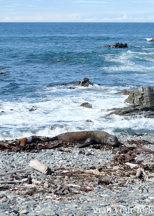 Seal sunbaking during the Seal Coast Safari, Wellington
