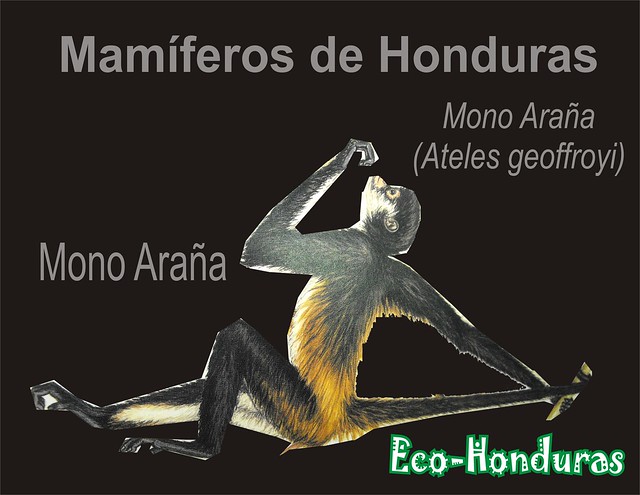 Mono A raña2