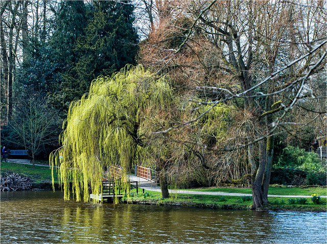 The Willow Tree is Showing it's first Spring Leaves  at Harewood House Gardens and Lake