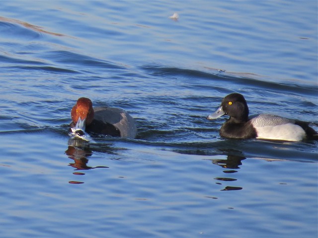 Lesser Scaup and Redhead at Lake Bloomington in McLean County, IL 04