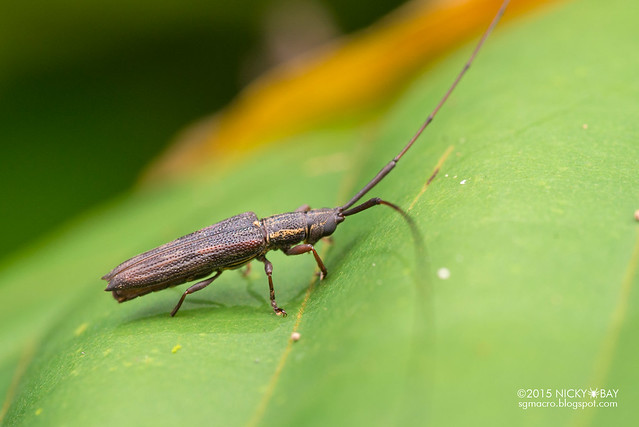 Longhorn beetle (Cleptometopus sp.) - DSC_4009