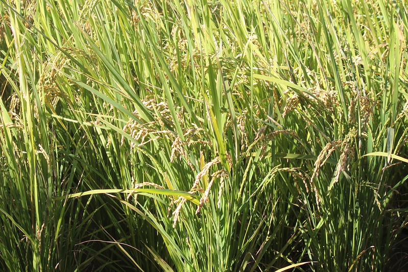 石虎米的稻穗。