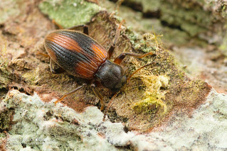 Darkling beetle (Bremerianus baehri) - DSC_2756