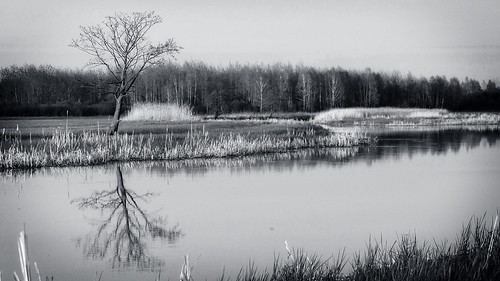 blackandwhite bw reflection tree nature monochrome river landscape nationalpark spring sony polska a77 wiosna przyroda rzeka drzewo beautifulearth biebrza odbicie pejzaż parknarodowy