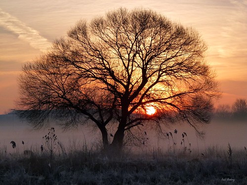 fog sunrise nebel hessen sonnenaufgang morgen märz dunst 2015 bruchköbel rauhreifstimmungnaturbaumhanau