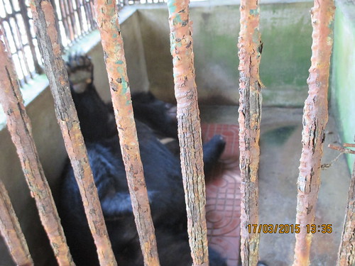 The bear languishing in the cage for 10 years in Vietnam's Ben Tre province 2