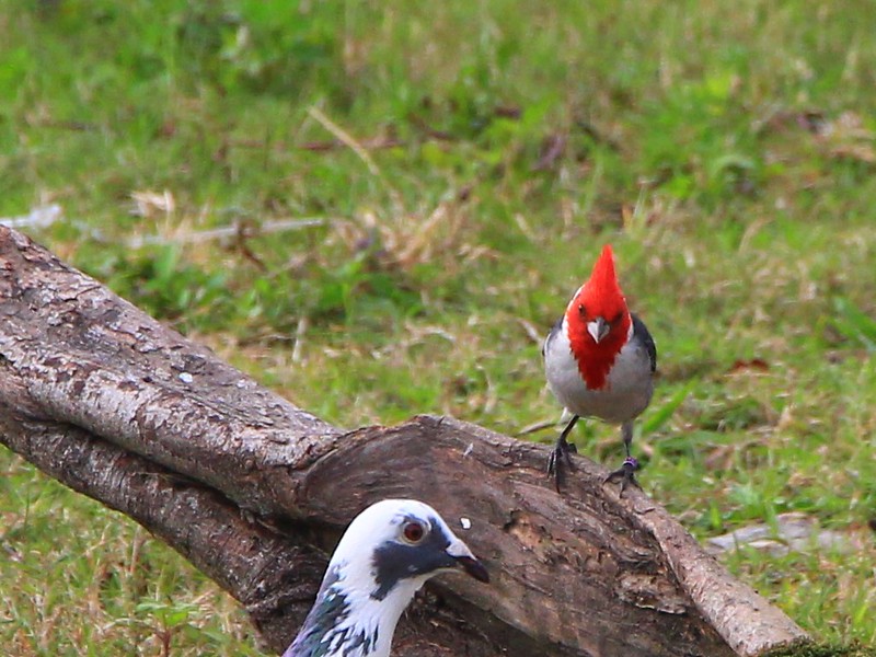 IMG_8752 紅冠蠟嘴雀 Red-crested Cardinal