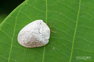 Curry leaf tortoise beetle (Silana farinosa) - DSC_7449