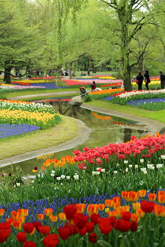 tree water tulipfield 西立川 freshgreen 昭和記念公園