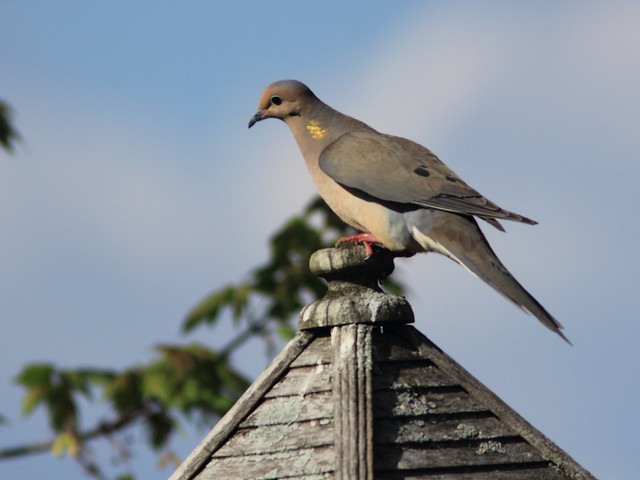 Mourning Dove 2-20160505