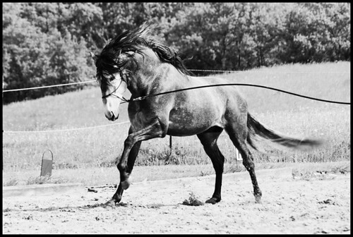 caballo cheval pre spanier cavallo pura pferd stallion hest kon mecklenburg raza española hengst häven guthäven